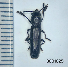 Coleoptera sp.  #1025 NORTH THAILAND picture