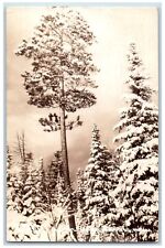 Beulah Michigan MI Postcard RPPC Photo Silence In The North Wood 1941 Vintage picture