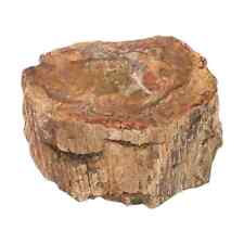 Petrified Wood Natural Home Indoor Decoration Branches-M Approx. Ct 2395 Gifts picture