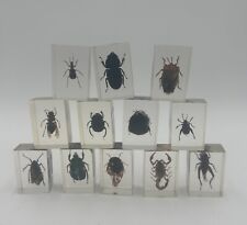 12 Bugs Insects in Acrylic Block Resin - Beatle Scorpion Cricket & More picture