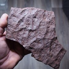 0.8kg Ripple marks Bivalves called seed Permian Fossil picture