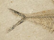 X-RAY Bones TWO Diplomystus FISH Fossils W/ Stand Wyoming 633gr picture