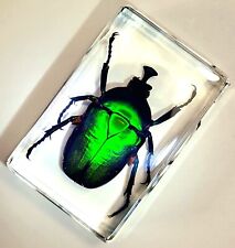 44mm Real Unicorn Green Chafer Beetle in Lucite Resin Science Education Specimen picture