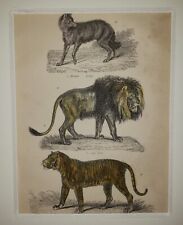 ALEXANDER FRANCIS LYDON (1836–1917) Original ANTIQUE Colored Engraving Tiger picture