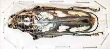 Cerambycidae Batocera lineolata A1 FEMALE 56mm from Thailand - #0357 picture