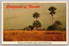Postcard Sawgrass and Palmetto Everglades of Florida picture