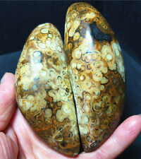 RARE 204.2G China Natural Inner Mongolia Gobi Eye Agate Geode Collection A2594 picture