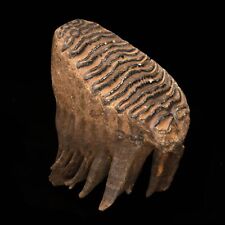 Woolly Mammoth Molar And Root // 2.13 Lb. picture