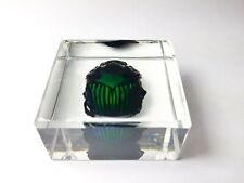 OXYSTERNON CONSPICILLATUM ( Female ) Real beetle immortalized in clear resin. picture