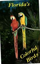 Vintage Postcard - Pair Of Macaws Parrots On Perch Florida Un-Posted #11186 picture