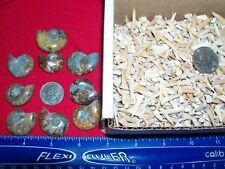 100 fossil Moroccan shark teeth and 1  ammonite fossil per lot. picture