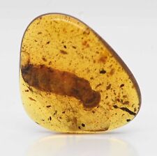 Rare Species of Snail (Gastropoda), Fossil Inclusion in Burmese Amber picture