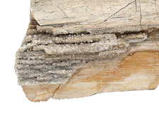 14 Pound 6.68 Oz Rare Nevada Quartz Crystal Petrified Fossil Wood Specimen PWS2 picture