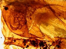 Dinosaur Lizard Skin of Head & Eyes Genuine Burmite Amber Reptile Fossil, 98MYO picture