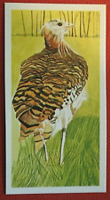 GREAT BUSTARD   Vintage 1970's Illustrated Card  CD20M picture