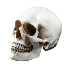 fake skeleton statue realistic human skull head bone hallowen scary halloween de picture