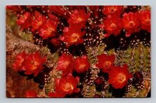 Claret Cup Bloom Red Kingcup Cactus Flowers Vintage Chrome Postcard Unused picture