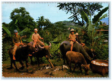 1977 The Farmers Children Enjoy Riding Water Buffalos Indonesia Postcard picture