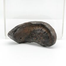 Cetacean Inner Ear Bone (Tympanic Bulla) Fossil – ca. 15 Million Years Old picture
