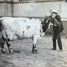 Antique 1920s Prize Dairy Cow Showing Ayr Scotland Stereoview Photo Card P2502 picture