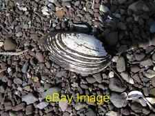 Photo 6x4 Fresh water mussel, Rossigh Bay, Lough Erne Glenross This would c2007 picture