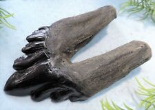 4 INCH LONG ARCHAEOCETE RESIN REPLICA EXTINCT WHALE TOOTH FOSSIL RELIC TEETH NEW picture