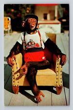 Miami FL- Florida, Chimpanzee At Monkey Jungle, Antique, Vintage Postcard picture