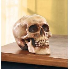Realistic Human Skull Life Size Replica Gothic Halloween Decor Decoration Resin picture