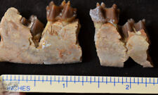 Juvenile Mesohippus Jaw, Three Toed Horse Fossil, Oligocene, South Dakota, H643 picture