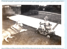 Vintage Photo 1940s, Young Boy on Bouncer, Front Lawn, w/ Dog , 3.5 x 2.5 picture