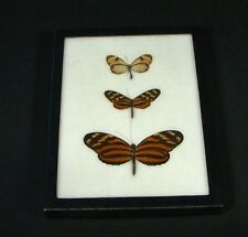 Carolina Entomount Mounted Butterfly Entomology Taxidermy Mullerian Mimicry picture