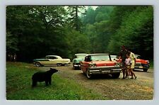 TN-Tennessee, Black Bear, Great Smokey Mountains Park, c1962 Vintage Postcard picture