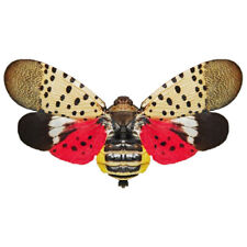 Lycorma delicatula red pink spotted lanternfly USA unmounted wings closed picture