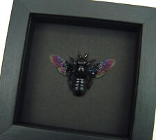 Xylocopa latipes Female Rainbow Bee Real Framed Taxidermy Moonlight Display picture
