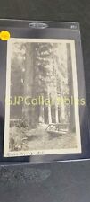 GMO VINTAGE PHOTOGRAPH Spencer Lionel Adams MUIR WOODS 1915 picture