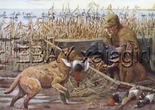 DOG Curly-Coated Retriever, Duck Hunter, 85Yr Old Print picture