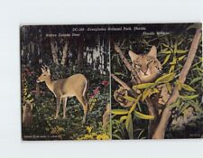 Postcard Native Florida Deer & Florida Wildcat Everglades National Park Florida picture