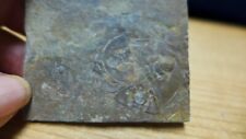 GEOLOGICAL ENTERPRISES Cambrian fossil trilobite Paedeumias nevadensis Calif. picture