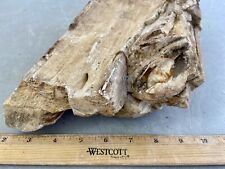 UNIQUE**Big 10.12 LB TX Fossil Wood~LG Exposed Knot~Druzy Knot Holes~BEAUTIFUL picture