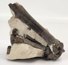 Oreodont Right Leg Fossils In Matrix - White River Group - Brule Fm. - NE picture