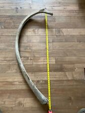 Auth. 4ft Whale Bone Rib Fossil Specimen Marine Biology Home Museum Knife Scales picture