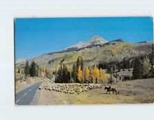 Postcard Herding Sheep Along Million Dollar Highway Colorado USA picture