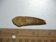 Dinosaur fossil tooth Spinosaurus Cretaceous Era bigger 2 inch long B69 picture