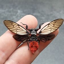 Real Insect Red Devil Cicada Huechys Incarnata Entomology Taxidermy SPREAD picture
