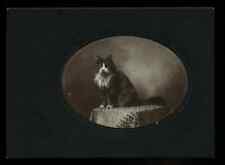 Antique Cabinet Photo of Harry Wetzel's Cat 1900s Victorian Era Pet Portrait picture