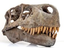 Utahraptor skull lifesize dinosaur fossil replica picture