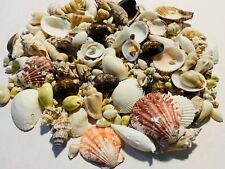 200+ Small Mixed Seashells, Cowries, Assorted Craft Shells Mix  picture