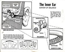 LD279 1965 Original Photo MEDICAL DIAGRAM OF THE INNER EAR CENTER OF BALANCE picture