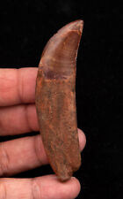  ROOTED Carcharodontosaurus Tooth  not T. rex. Theropod Dinosaur 3.58”  0849 picture