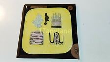 Glass Magic Lantern Slide DTP HUMAN PHYSIOLOGY DRAWINGS picture